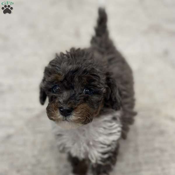 Teddi, Mini Bernedoodle Puppy